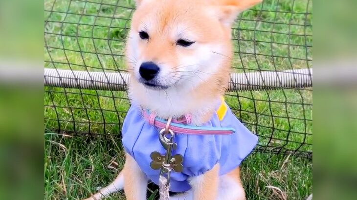 初オフ会に参加、みんな楽しそうにしていたら犬が…『想定外の姿』が切なすぎると31万再生「自分を見てるようｗ」「みんな違ってみんないい」(ブログ)