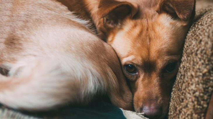 犬を『不安』にさせる飼い主の行動5つ　行き過ぎた言動が愛犬の心に負担となることも…(ブログ)