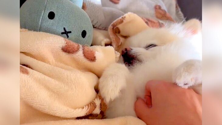 犬の次に『ぬいぐるみを撫でようとした』結果…あざとすぎる『まさかの阻止方法』に2万4000いいね「僕だけにしてって言ってる」「嫉妬可愛い」(ブログ)