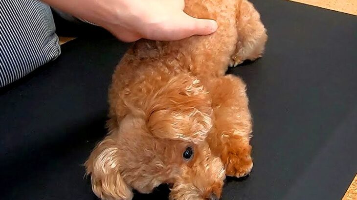 朝、ママが寝坊してしまったら犬が…思った以上の『冷たいリアクション』が60万再生「拗ね方可愛すぎるｗ」「遅起きの代償がこれほどとは」(ブログ)