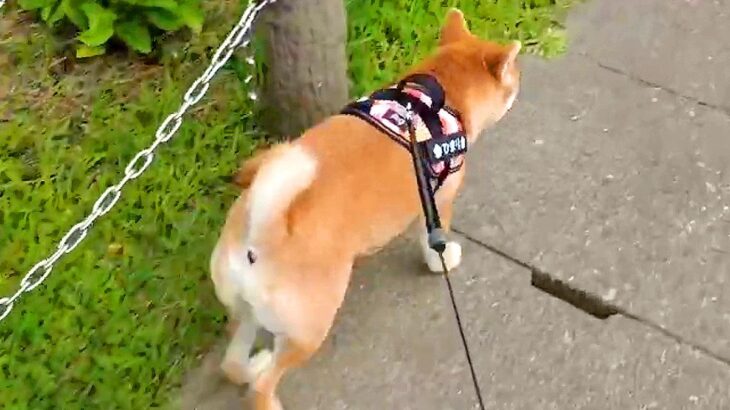 散歩中の犬に『家まで案内して』とお願いした結果…想定外だった『まさかの結末』が11万再生「犬ってホント正直」「お家覚えてたんだｗ」と絶賛(ブログ)