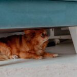 犬が『不快な場所』だと感じる6つの条件とは　その理由と飼い主が意識すべきポイントまで解説(ブログ)