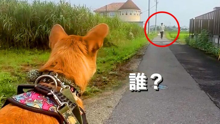 2ヶ月半ぶりに内緒で帰ったら、犬が…思わず涙が出る『大興奮のお出迎え』が56万再生「感動した」「気付いた瞬間の動きが尊い…」と絶賛(ブログ)