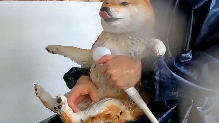 『これが普通の犬の洗い方だと思ってたのに…』特殊すぎるワンコのお風呂の入れ方が122万再生「ワロタ」「今までの入浴法で1番かわいいｗ」(ブログ)