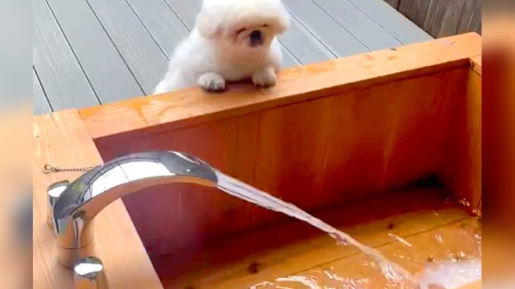 犬用の温泉水が『思った以上の勢いだった』結果…愛犬の『まさかのリアクション』が43万表示「大興奮で草」「なにこれー！って騒いでるｗ」(ブログ)