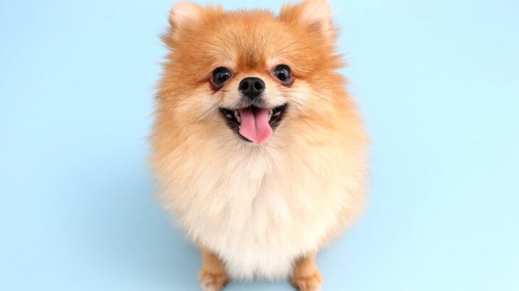 コロッとした見た目の犬種4選　可愛すぎるわんこの特徴やそれぞれの魅力まで(ブログ)