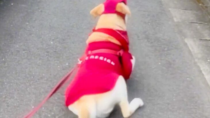 散歩前に『父が忘れ物をしてしまった』結果、犬が…健気すぎる『まさかの光景』が愛おしいと67万再生「待ってるのたまらん」「癒された」(ブログ)