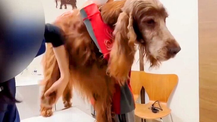大型犬4頭が『病院に来た』と気づいた結果…あからさまに『テンションが0になる姿』が2万再生「ションボリ顔も可愛いｗ」「気持ちわかる」(ブログ)
