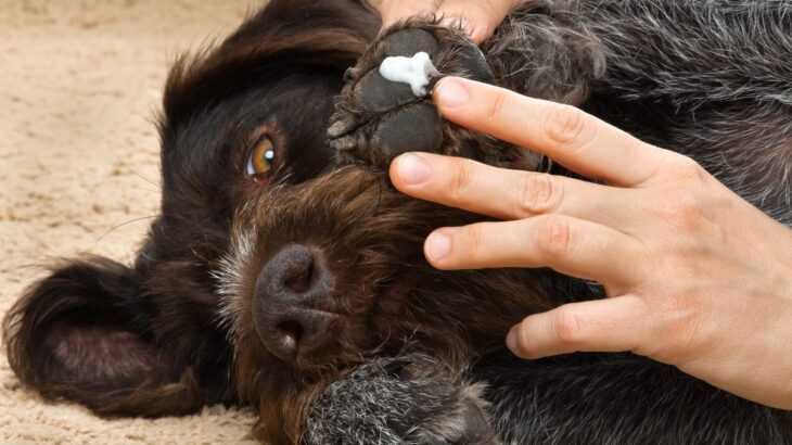 犬に『ワセリン』大丈夫？どんなときに使えるの？使用する際の注意点まで解説(ブログ)