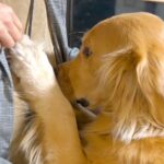 他の犬に会ってきたら、家にいた大型犬が…厳しすぎる『浮気チェック』をする光景が44万再生「なんて可愛いの」「愛を感じるｗ」と絶賛(ブログ)