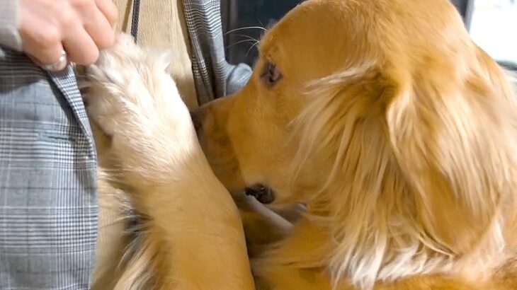 他の犬に会ってきたら、家にいた大型犬が…厳しすぎる『浮気チェック』をする光景が44万再生「なんて可愛いの」「愛を感じるｗ」と絶賛(ブログ)