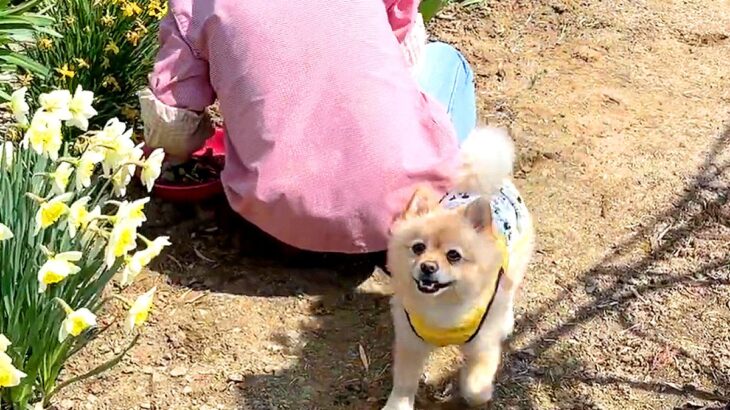 朝の9時、犬がお散歩をしていたら…『おばあちゃんから離れようとしない光景』にほっこりが止まらないと15万再生「可愛い警備」「素敵な絆」(ブログ)