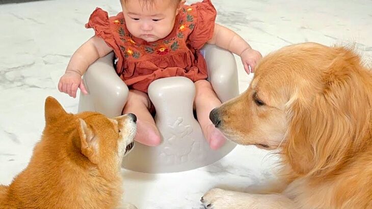『トイレから戻ったら、赤ちゃんと犬2匹が…』まさかの”秘密の会議”が可愛すぎると40万再生「ほのぼのした」「何話してるんだろ？」と悶絶(ブログ)