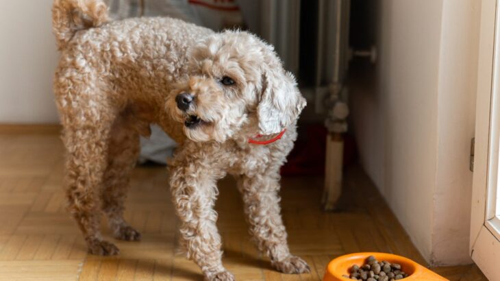 犬の『置き餌』って危険なの？3つの理由と注意点、飼い主ができる工夫まで解説(ブログ)