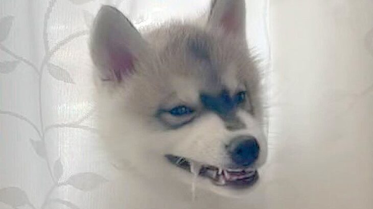 ハスキー犬の赤ちゃんが『カーテンを豪快にぶち破った』結果…想定外のハプニングで困惑する姿が話題「可愛い怪獣ｗ」「悪びれる様子なし」(ブログ)