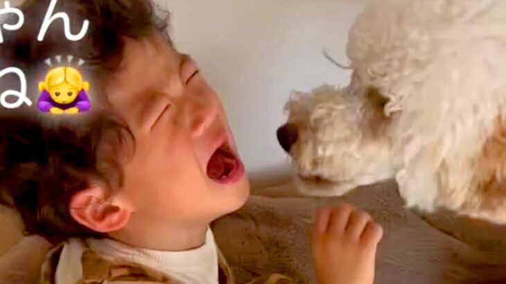犬が『男の子を泣かせてしまった』結果…想像以上の『謝り方』が48万再生「全力の謝罪で可愛すぎるｗ」「ごめんねごめんねって言ってる」(ブログ)