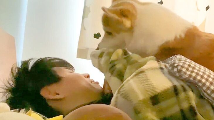 お父さんが寝坊をしていたら、犬が…愛情たっぷりの『熱烈すぎる起こし方』が可愛いと29万再生「こりゃたまらん…」「ペロリスト爆誕ｗ」(ブログ)