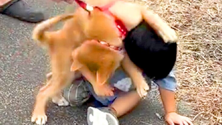 2歳の男の子が『子犬のお散歩』をしていたら…想像以上に『もみくちゃにされる光景』が197万再生「愛情の倍返しで草」「怒り方可愛すぎるｗ」(ブログ)