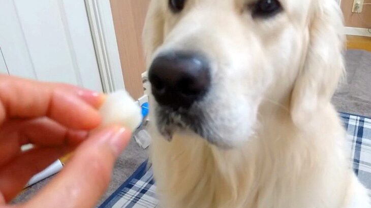 犬が梨を食べようとした瞬間に『あっ！』と言ったら…お利口すぎる反応が3万1000再生「かわいそうだけど可愛いｗ」「賢すぎる」と賞賛(ブログ)