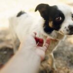 犬を撫でようすると逃げられてしまう理由とは　知っておくべき適切なスキンシップの方法を解説(ブログ)
