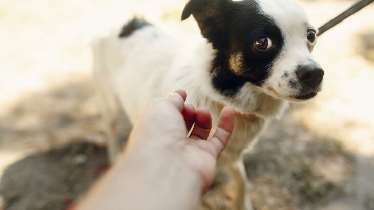 犬を撫でようすると逃げられてしまう理由とは　知っておくべき適切なスキンシップの方法を解説(ブログ)