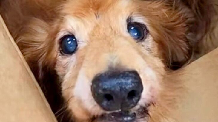 飼い主に『お手入れ放棄された犬』がひとり置き去りに…想像を超える『ひどい状態』が衝撃的すぎると涙「なぜこんな状態に…」「笑顔で泣いた」(ブログ)