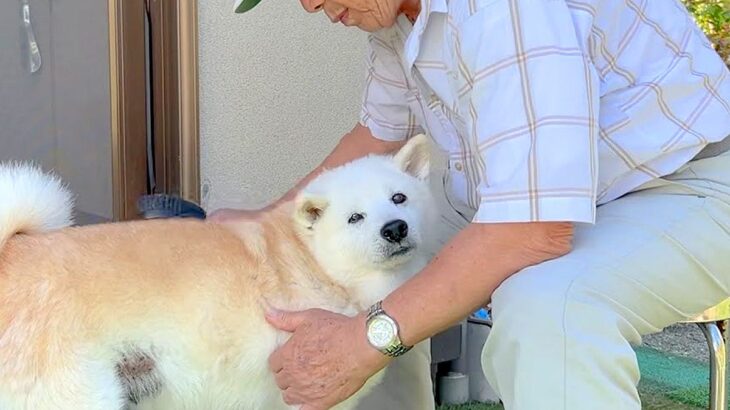 犬が『15年間おじいちゃんと一緒に居続けた』結果…老犬になっても変わらない『何よりも愛している姿』が話題に「最高の相棒」「涙が…」(ブログ)