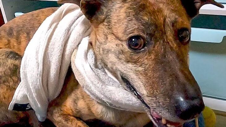 元狩猟犬が突然怖がり震え出した結果…『まさかの原因』が予想外すぎると3万再生「愛情を感じる」「元猟犬のギャップがｗ」と多くの反響(ブログ)