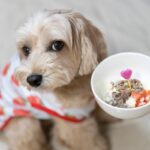 犬が病気のときに食べさせてはいけない『ご飯』5選　体調不良を悪化させる食事とは？(ブログ)