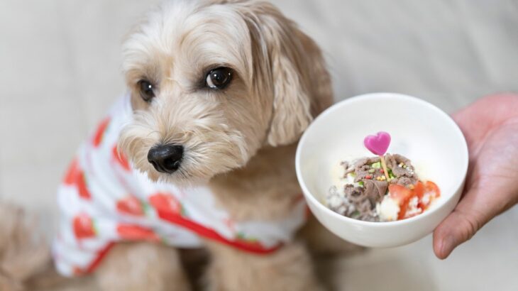 犬が病気のときに食べさせてはいけない『ご飯』5選　体調不良を悪化させる食事とは？(ブログ)