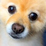 夜中、犬が駄々をこね始めた理由…まさかの『可愛すぎるおねだり』が10万再生「駄々っ子たまらん…」「絶対に無視できないｗ」と悶絶の声(ブログ)