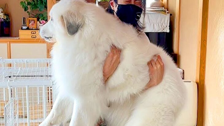 体重計に『40キロ超えの超大型犬』を乗せようとした結果…まさかの『命懸けすぎる光景』が7万再生「ほんとに命かけてて草」「ヘルニアがｗ」(ブログ)