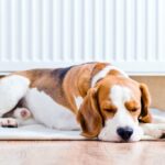 犬が『快適』だと思う気温は何度？季節ごとの適温や湿度・温度を保つ方法まで(ブログ)
