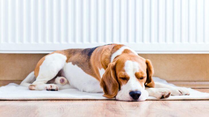 犬が『快適』だと思う気温は何度？季節ごとの適温や湿度・温度を保つ方法まで(ブログ)