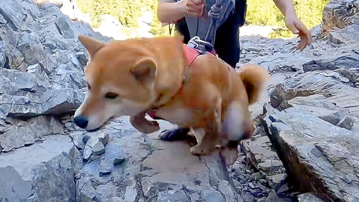 犬との登山で『岩壁を登った』結果…人間顔負けな『衝撃の姿』がカッコよすぎると10万再生「私よりたくましい」「すごすぎる」と賞賛の声(ブログ)