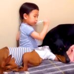 小さな男の子が『犬たちと一緒に育った』結果…愛情たっぷりの『お世話をする姿』が泣けてくると108万再生「本当の兄弟みたい」「微笑ましい」(ブログ)