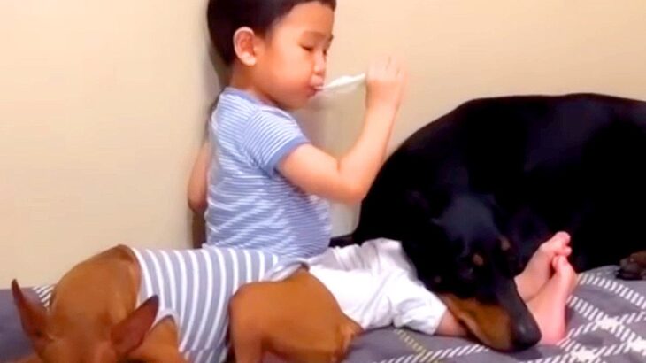 小さな男の子が『犬たちと一緒に育った』結果…愛情たっぷりの『お世話をする姿』が泣けてくると108万再生「本当の兄弟みたい」「微笑ましい」(ブログ)