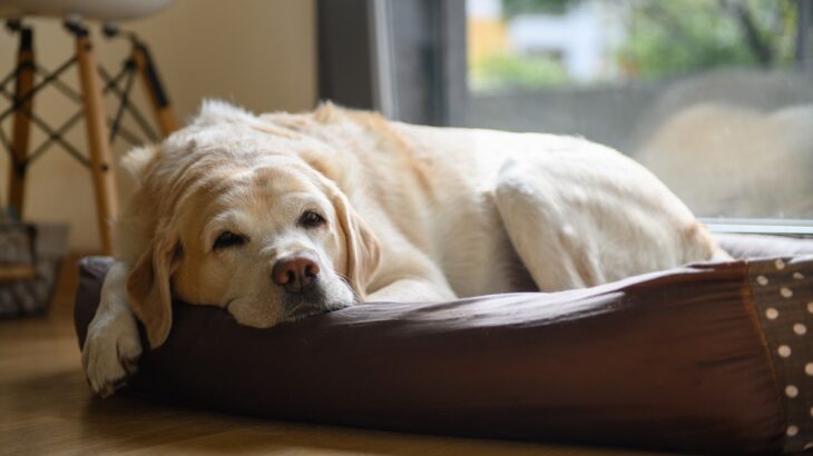 犬の認知症が進むとあらわれる症状３つ　飼い主が知っておくべき対処法までご紹介(ブログ)
