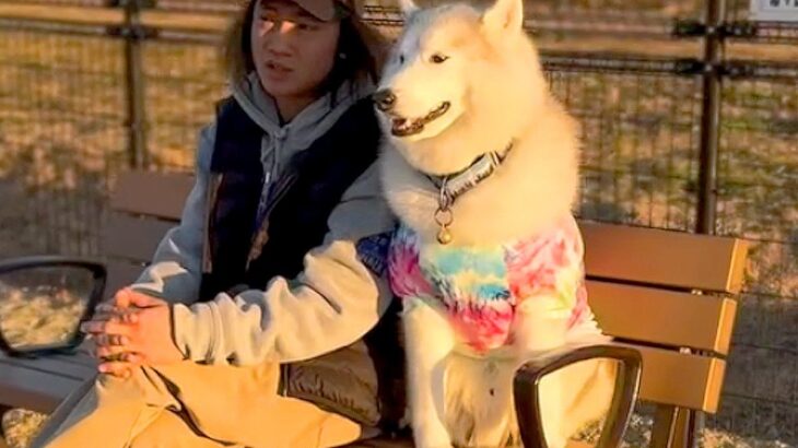 『ドッグランで遊ぶ犬を見て楽しむ犬…？』まさかの過ごし方がおっさん過ぎると111万再生「人間みたい」「落ち着き具合が可愛すぎるｗ」と爆笑(ブログ)