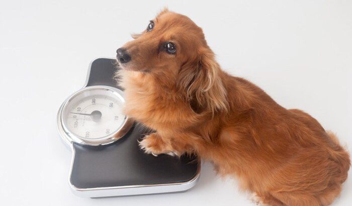 『小型犬』を家族にするには？お迎えをするにあたっての注意点やポイントを獣医が解説(ブログ)