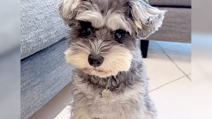 犬をカットして『かっこいいハスキーみたいになる』と思ったら…まさかの『想定外な変化』が440万再生「なんじゃこりゃｗ」「似合ってはいる」(ブログ)