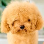 『前が見えないほど毛が伸びた子犬』を初めてカットした結果…想像以上のビフォーアフターに悶絶「ぬいぐるみみたい」「お利口さん」と8万再生(ブログ)