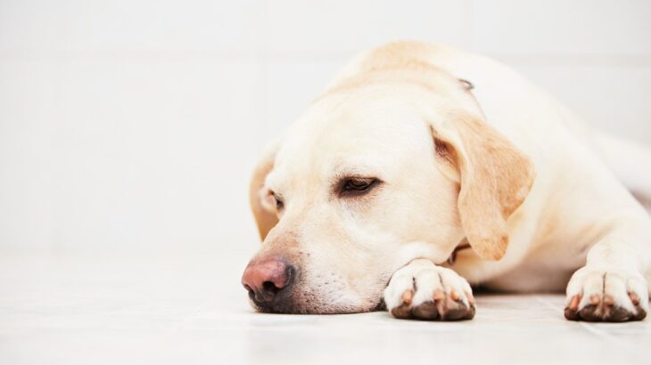 犬が『信用していない』時にするサイン4選　不信感を抱かれてしまう飼い主の共通点とは？(ブログ)