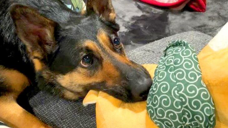 大型犬が壊したぬいぐるみを修理したら、2分後…『衝撃の展開』に涙が出そうになると6万再生「再オペ確定で草」「そっちの涙かいｗ」と爆笑(ブログ)