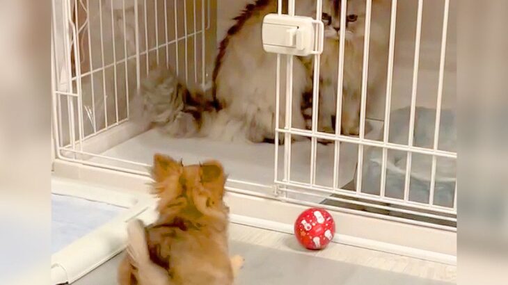 赤ちゃん犬が『猫にお部屋を取られてブチギレてる』と思ったら…2ヶ月後に見せた『まさかの光景』が216万再生「癒しの極み」「可愛すぎ」(ブログ)