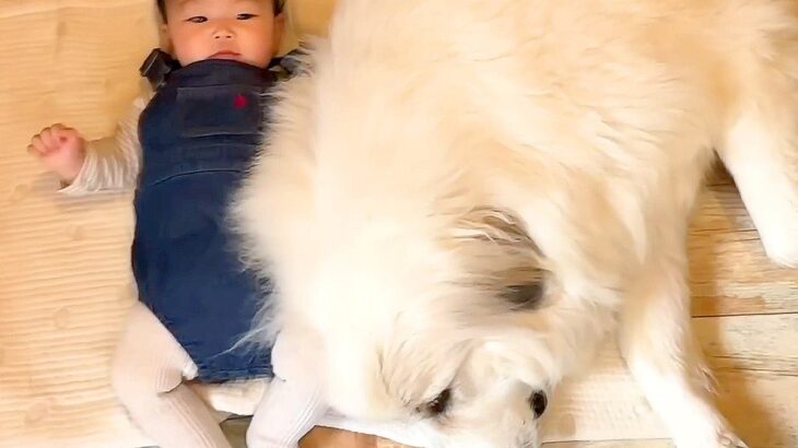 生まれて5ヶ月の赤ちゃんに、超大型犬が…まさかの『野生の本能』を見せる瞬間が75万再生「優しくて大きなお兄ちゃん」「信頼してる」と絶賛(ブログ)
