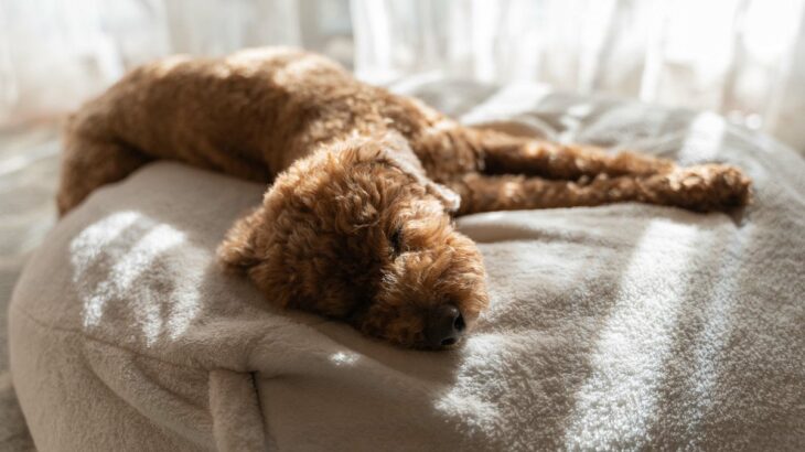 犬が亡くなる前に『飼い主から離れようとする』理由とは？死の直前に見せる前兆まで(ブログ)