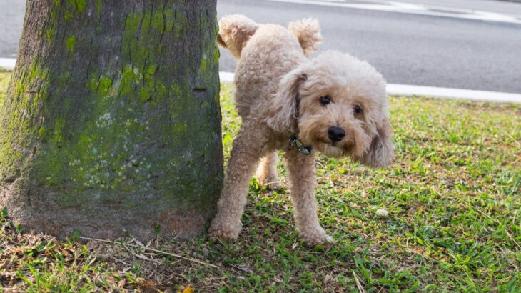 犬が『マーキング』する5つの意味とは　知っておくべき心理や習性、病気の可能性まで徹底解説(ブログ)