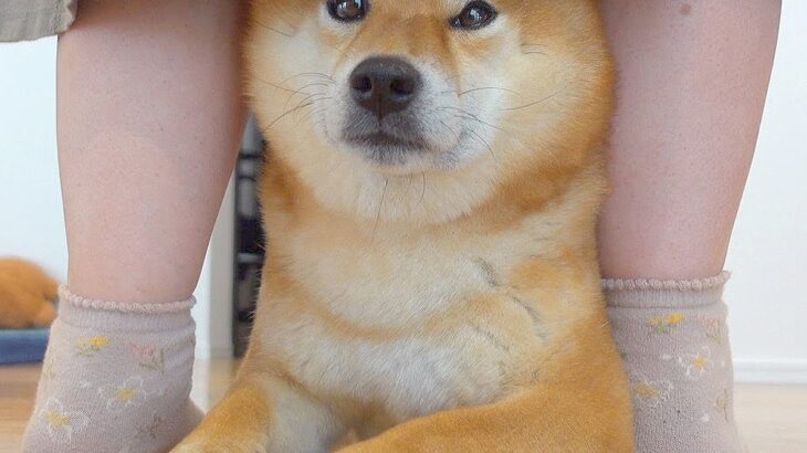 犬が『遊びに来ていた実家のみんなとお別れした』結果…寂しくて見せた『予想外の行動』が泣けてくると47万再生「楽しい時間だったんだね」(ブログ)