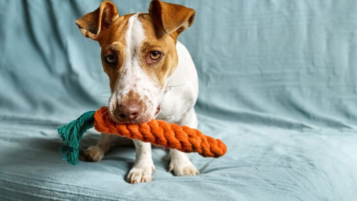 犬がする『おちゃめな行動』4つ　天然といわれている犬の特徴とは？暮らしの注意点まで(ブログ)